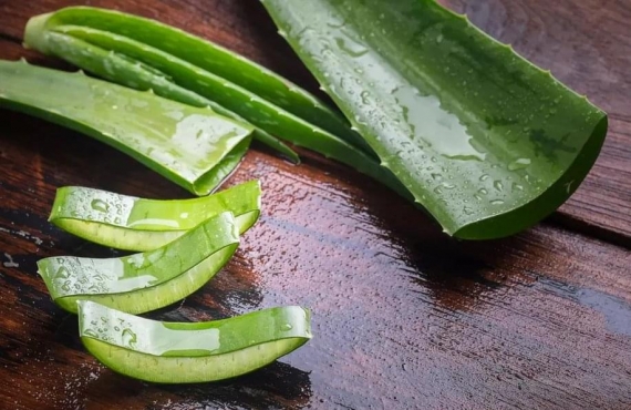 Tận Dụng Sức Mạnh của Nha Đam: Bí Quyết Dưỡng Da Tại Nhà