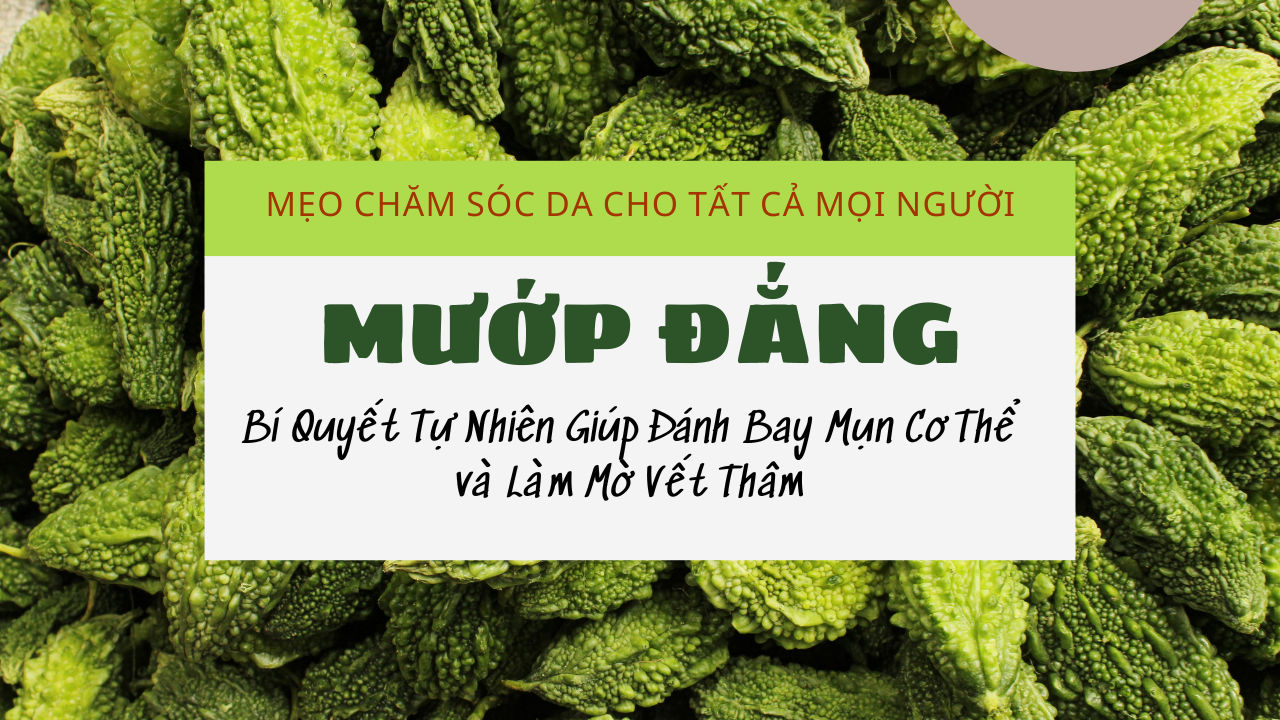 CÔNG DỤNG CỦA MƯỚP ĐẮNG TRONG VIỆC GIẢM MỤN CƠ THỂ VÀ LÀM MỜ VẾT THÂM CÔNG DỤNG CỦA MƯỚP ĐẮNG TRONG VIỆC GIẢM MỤN CƠ THỂ VÀ LÀM MỜ VẾT THÂM