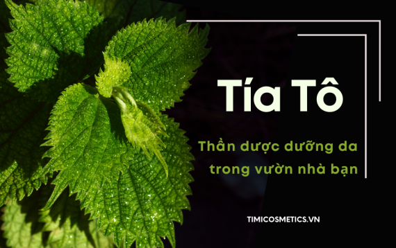 🌿🍃 TÍA TÔ - THẦN DƯỢC DƯỠNG DA TRONG VƯỜN NHÀ BẠN 🍃🌿