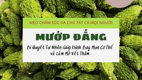 CÔNG DỤNG CỦA MƯỚP ĐẮNG TRONG VIỆC GIẢM MỤN CƠ THỂ VÀ LÀM MỜ VẾT THÂM